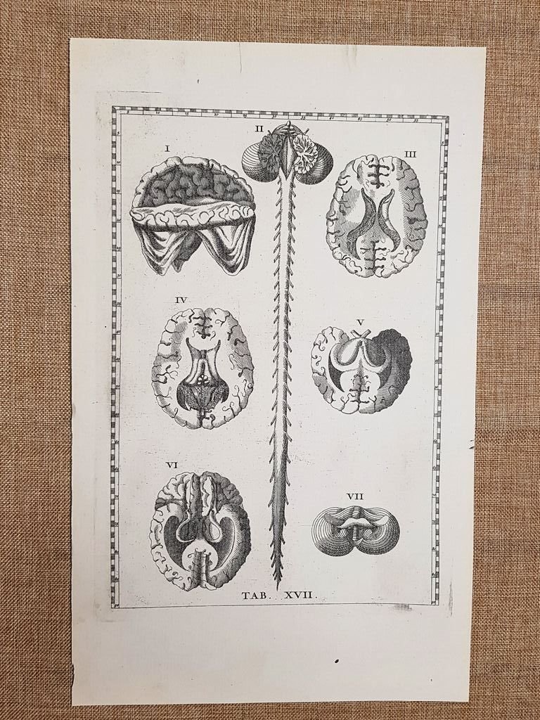 Cervello e midollo spinale Tavola anatomica Litografia B.Eustachio 1722 Ristampa