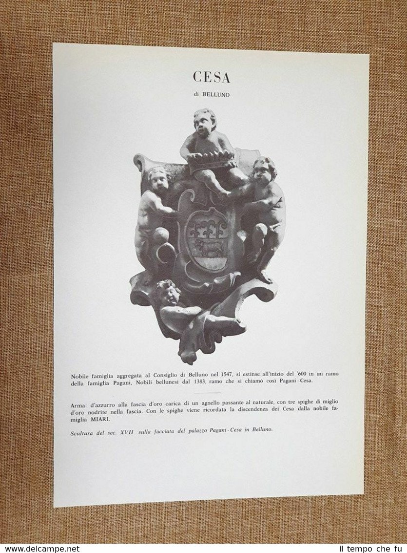 Cesa di Belluno Stemma Famiglia Nobile Nobiltà Araldica