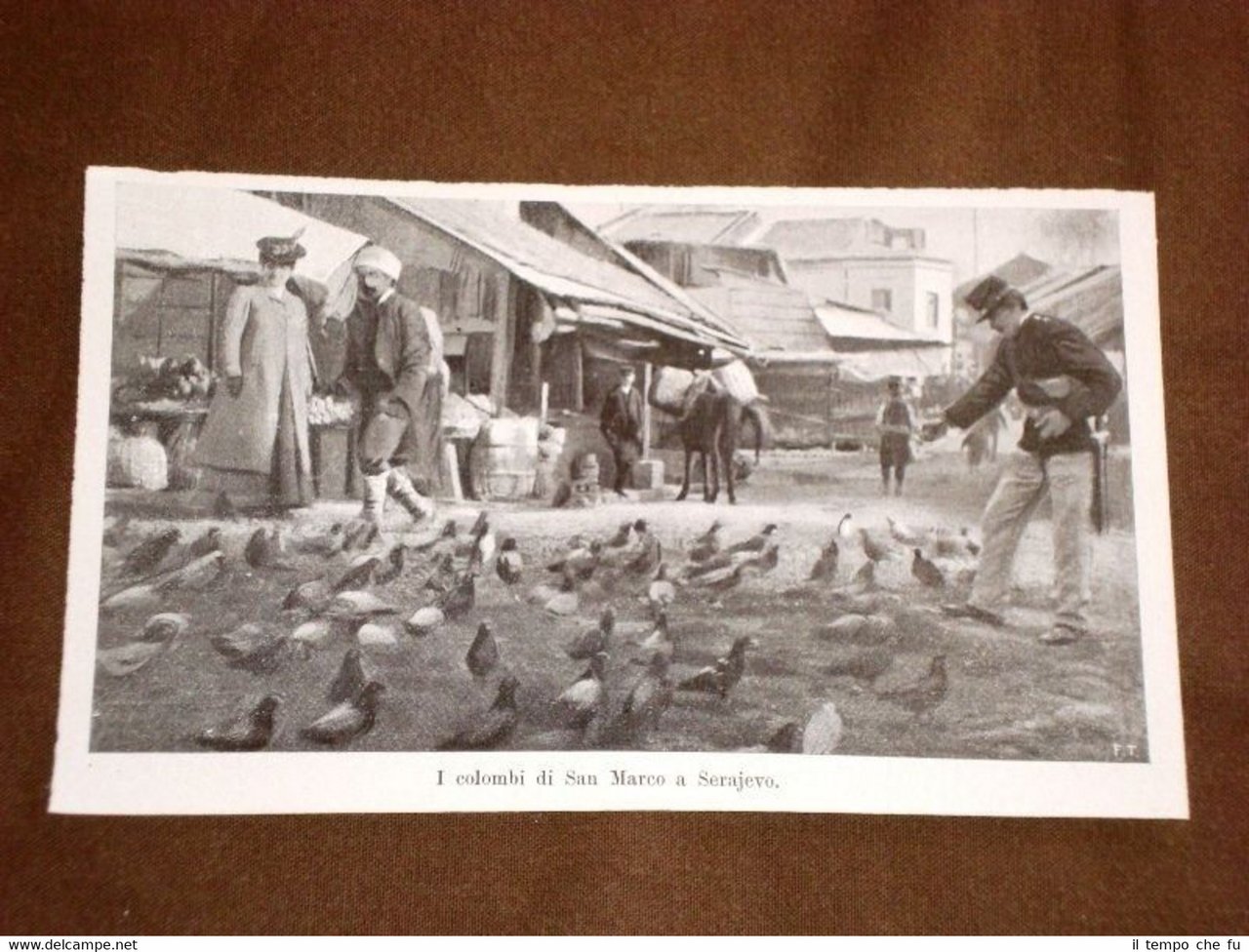 Colombi di San Marco a Sarajevo nel 1909 Bosnia ed …