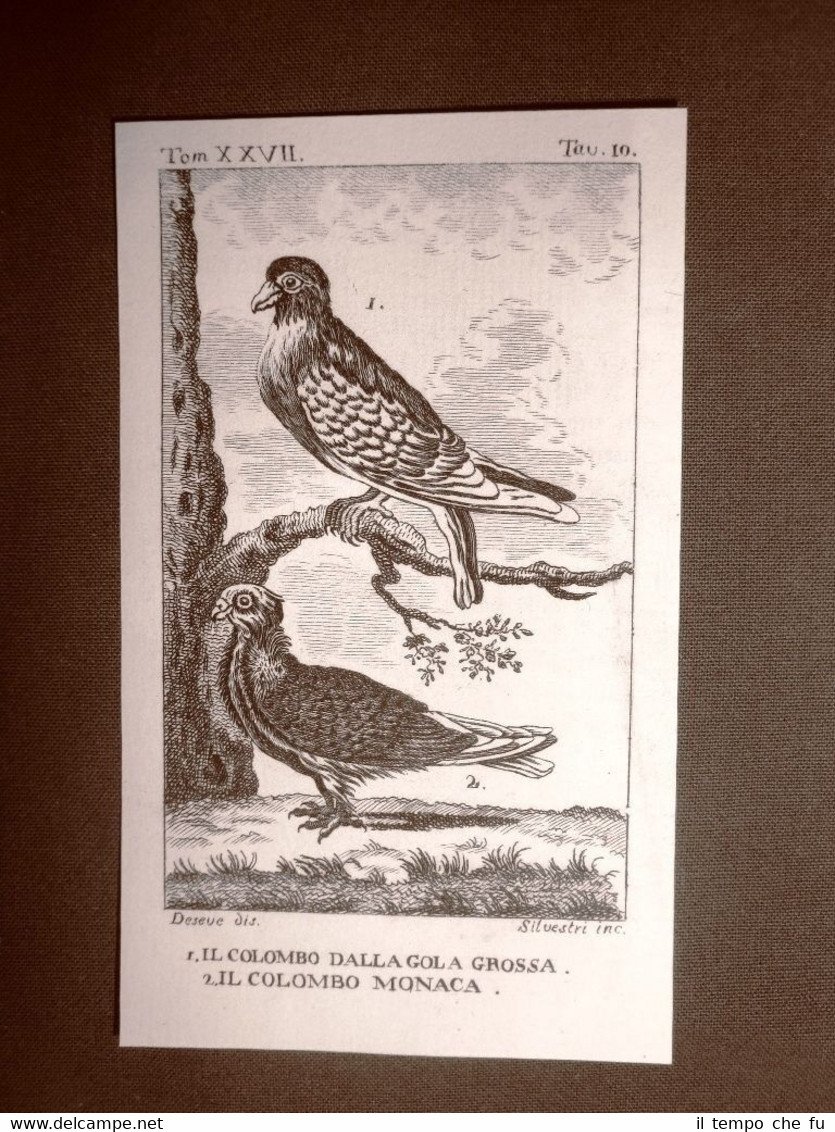 Colombo gola grossa e monaca Incisione rame del 1813 Buffon … | Immagine principale