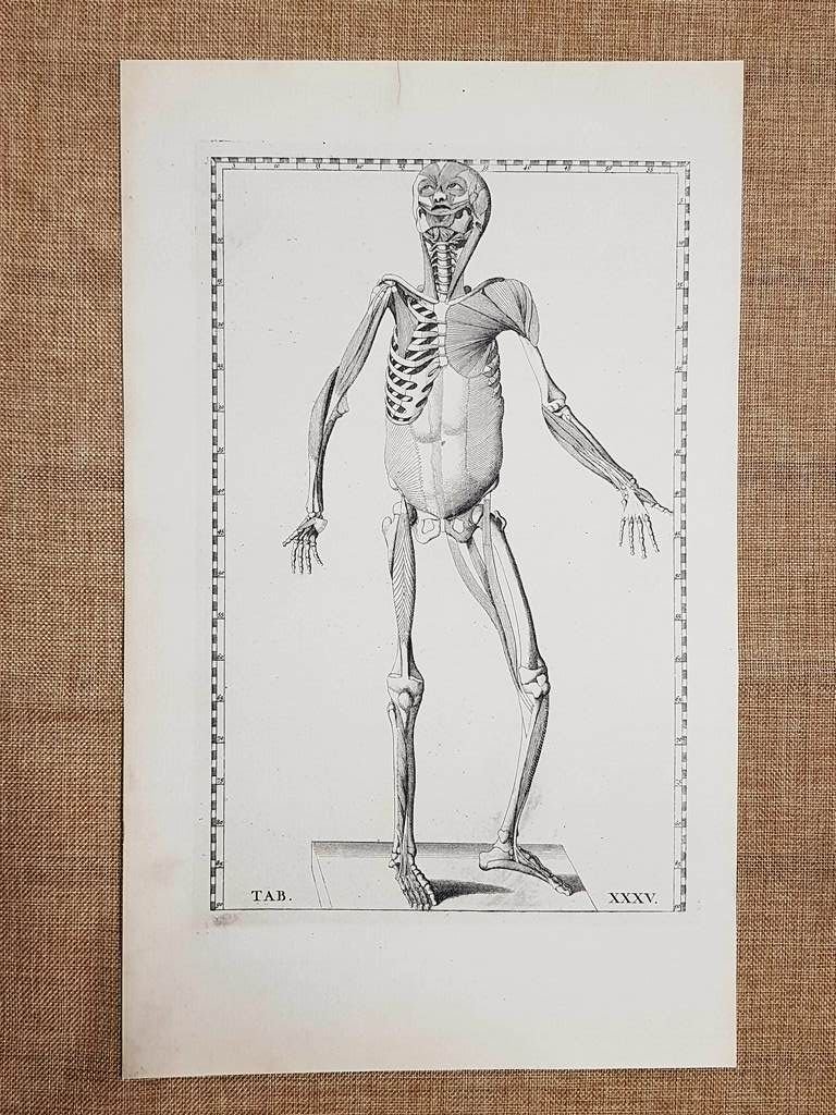 Corpo umano Anteriore Tavola anatomica Litografia Bart. Eustachio 1722 Ristampa