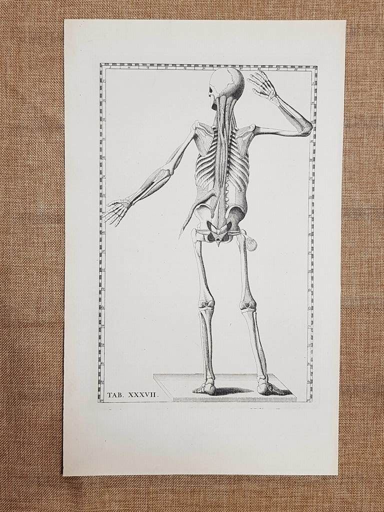 Corpo umano Posteriore Collo Tavola anatomica Litografia Eustachio 1722 Ristampa