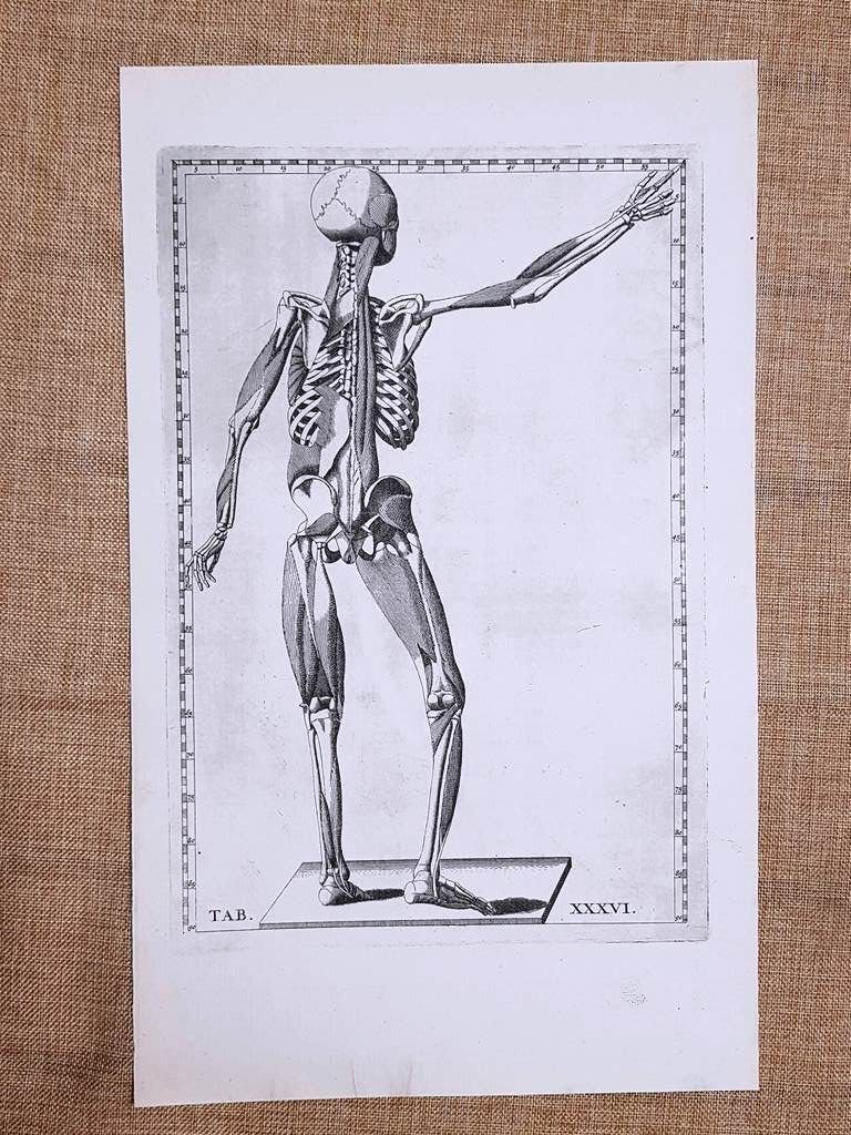 Corpo umano Posteriore Tavola anatomica Litografia Bart. Eustachio 1722 Ristampa