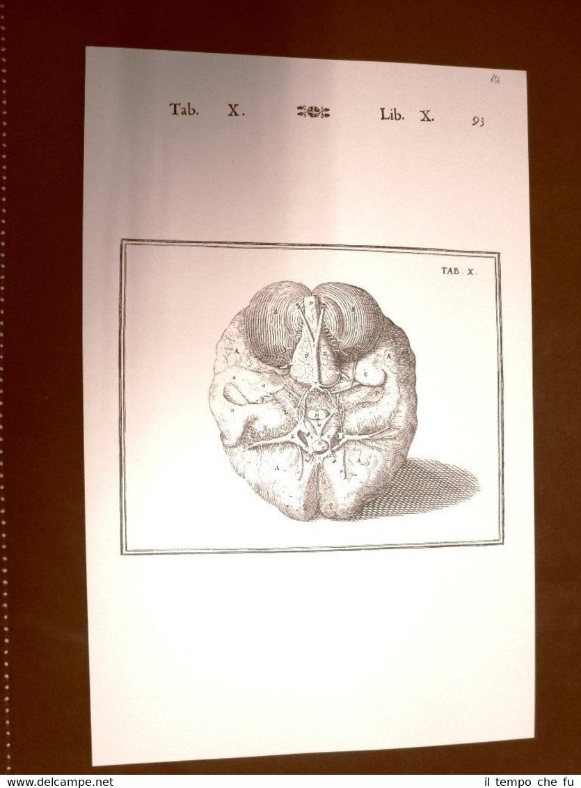 Cranio e cervello #10 Tavola anatomica Litografia Giulio C.Casseri 1627 …