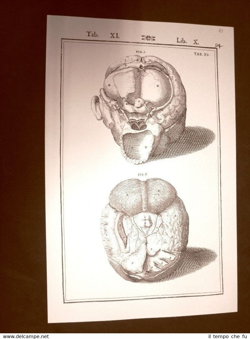 Cranio e cervello #11 Tavola anatomica Litografia Giulio C.Casseri 1627 …