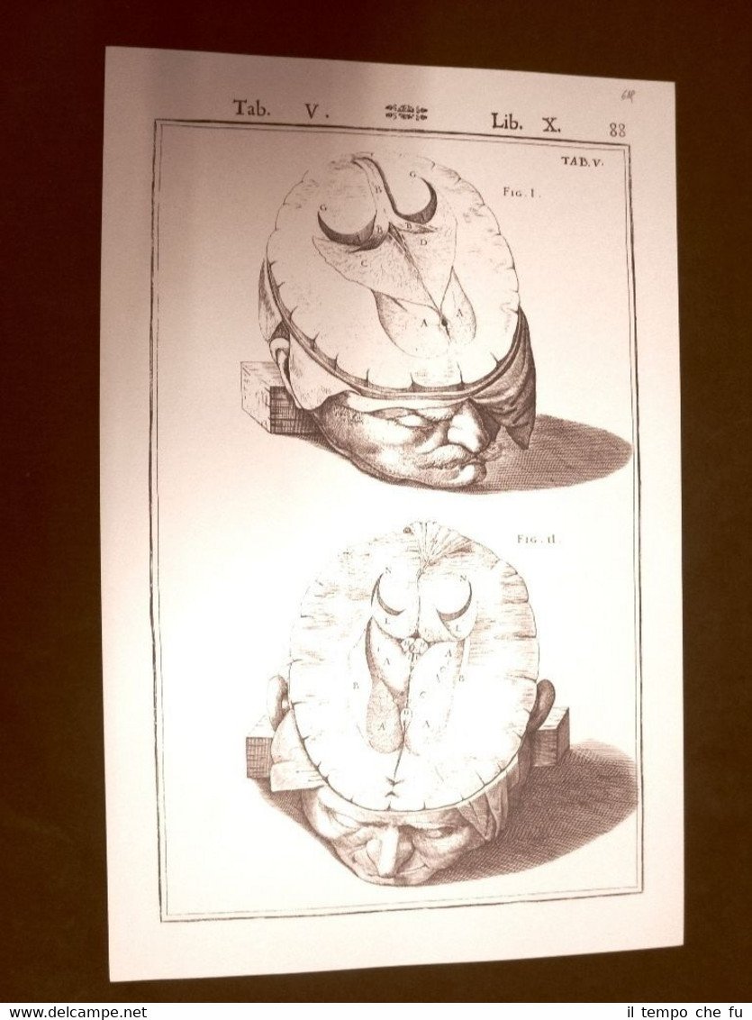 Cranio e cervello #5 Tavola anatomica Litografia Giulio C. Casseri … | Immagine principale