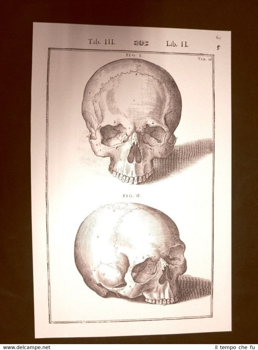 Cranio fr.Tavola anatomica Litografia Giulio Cesare Casseri 1627 Ristampa