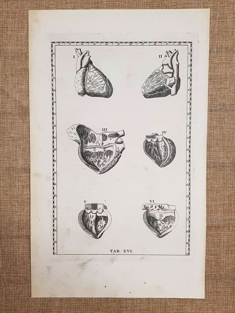 Cuore e suoi vasi Tavola anatomica Litografia Bartolomeo Eustachio 1722 …