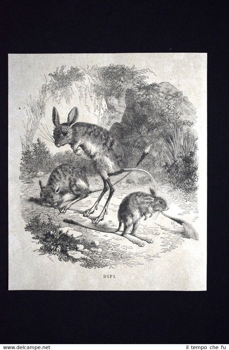 Dipodidi o Dipi Incisione del 1867