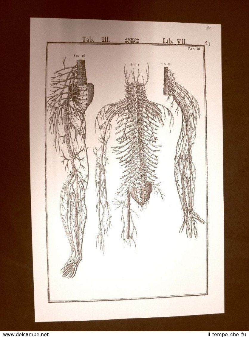 Diramazione dei nervi Tavola anatomica Litografia Giulio C.Casseri 1627 Ristampa