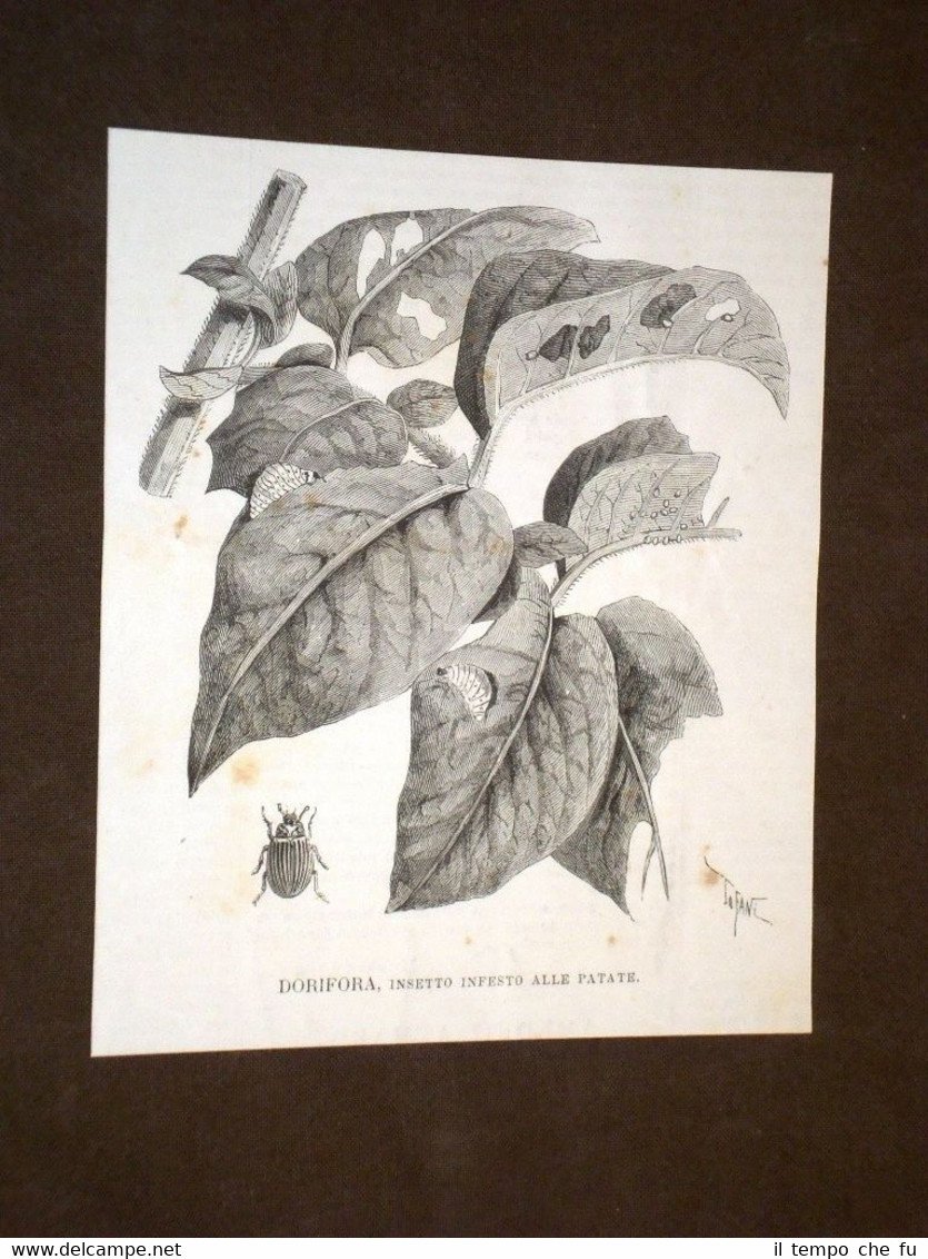 Dorifora Insetto infesto alle papate | Immagine principale