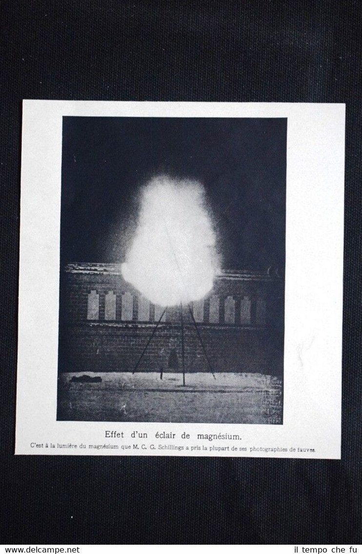 Effetto di un lampo di magnesio: C. C. Schillings Stampa …