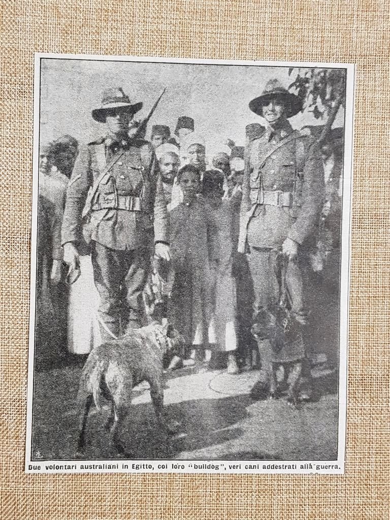 Egitto nel 1915 Volontari d'Australia con cani bulldog WW1 Prima …