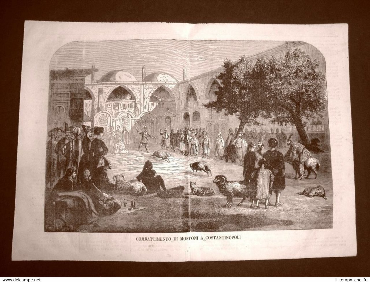 Enorme Costantinopoli o Istanbul nel 1866 Combattimento di montoni Turchia