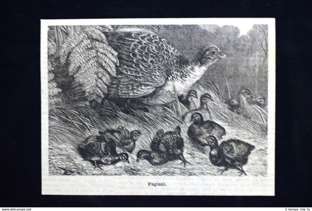 Fagiani Incisione del 1886