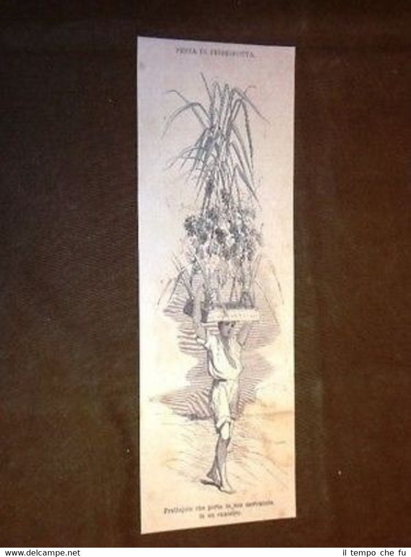 Feste di Piedigrotta Fruttajolo Festa Popolare Napoli