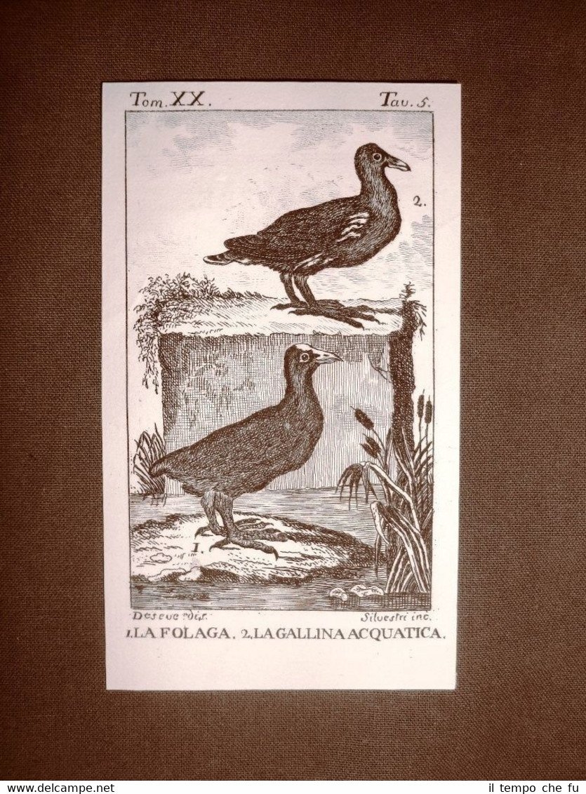 Folaga e Gallina acquatica Incisione su rame del 1813 Buffon …