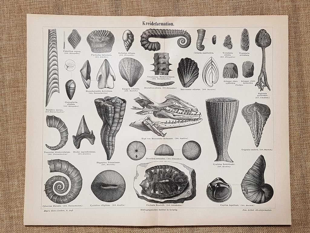 Formazioni dell'era cretacea o periodo cretaceo Geologia Tavola del 1890