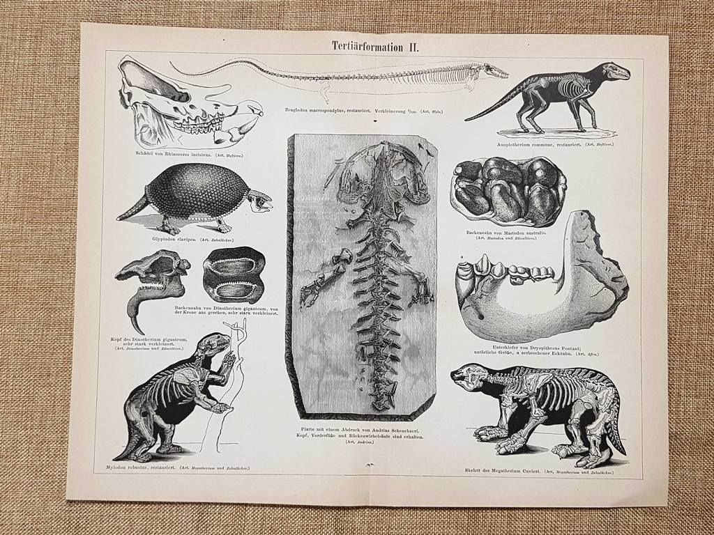 Formazioni dell'era triassica o periodo triassico (2) Geologia Tavola del …