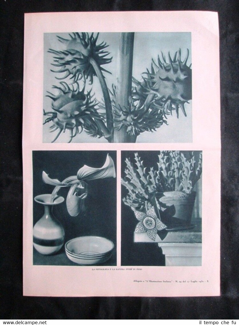 Fotografia e natura + Pellicani, fenicotteri, gru e cigni reali … | Immagine principale