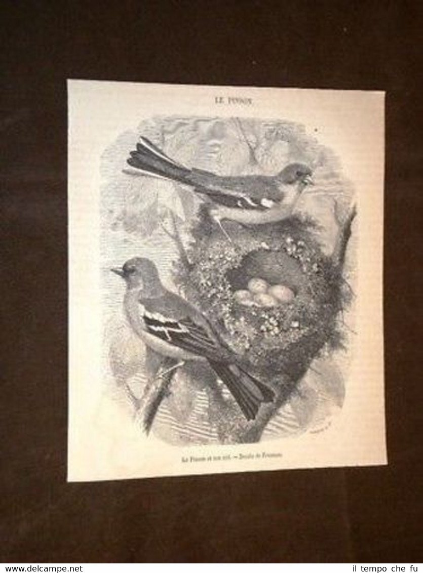 Fringuello Le pinson et son nid Uccelli Ornitologia
