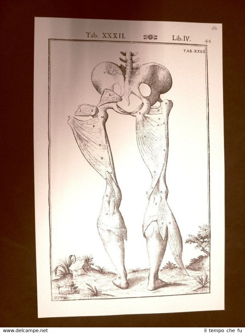 Gambe bacino femore #2 Tavola anatomica Litografia Giulio Casseri 1627 …