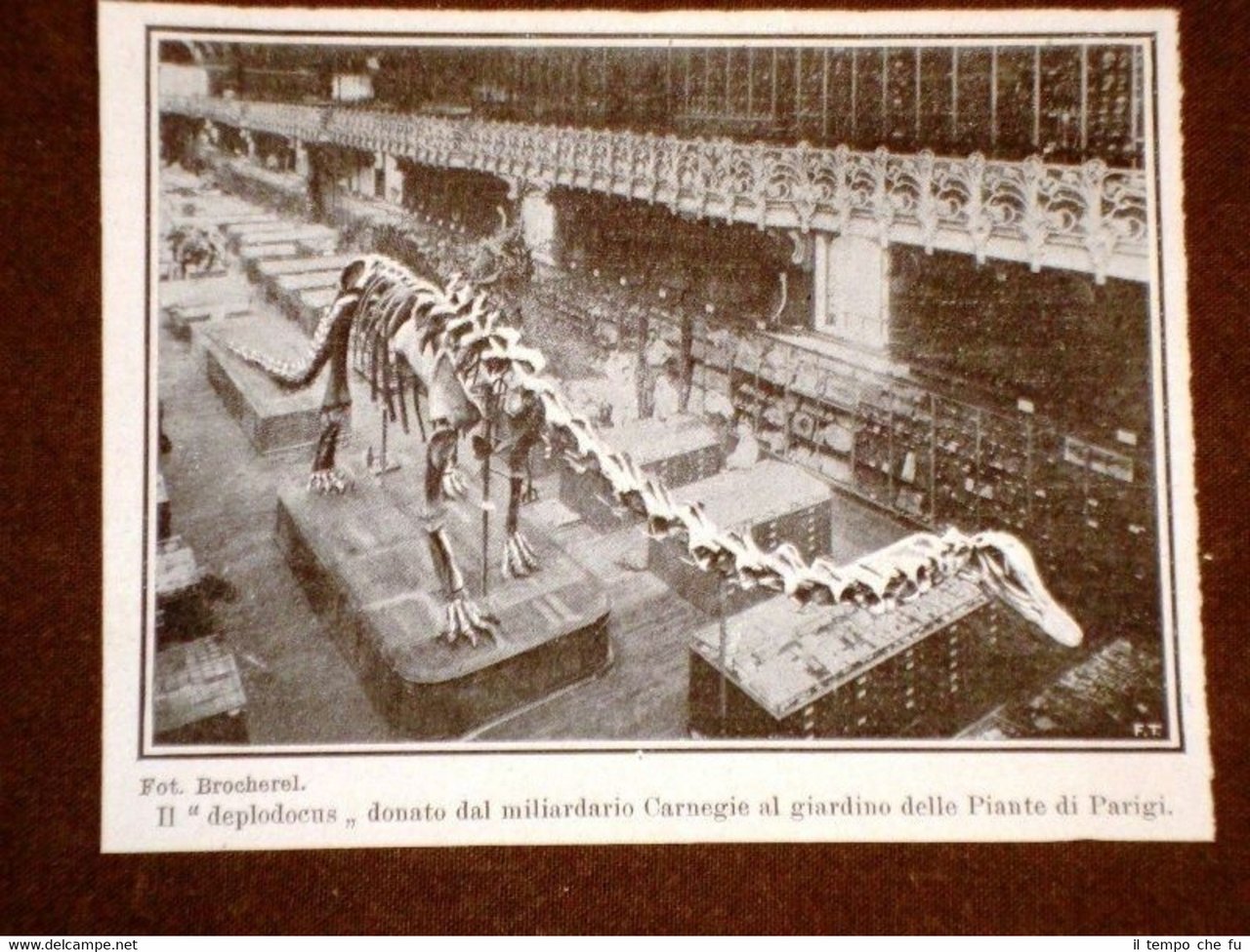 Giardino delle piante Parigi nel 1908 Deplodocus donato dal miliardario … | Immagine principale