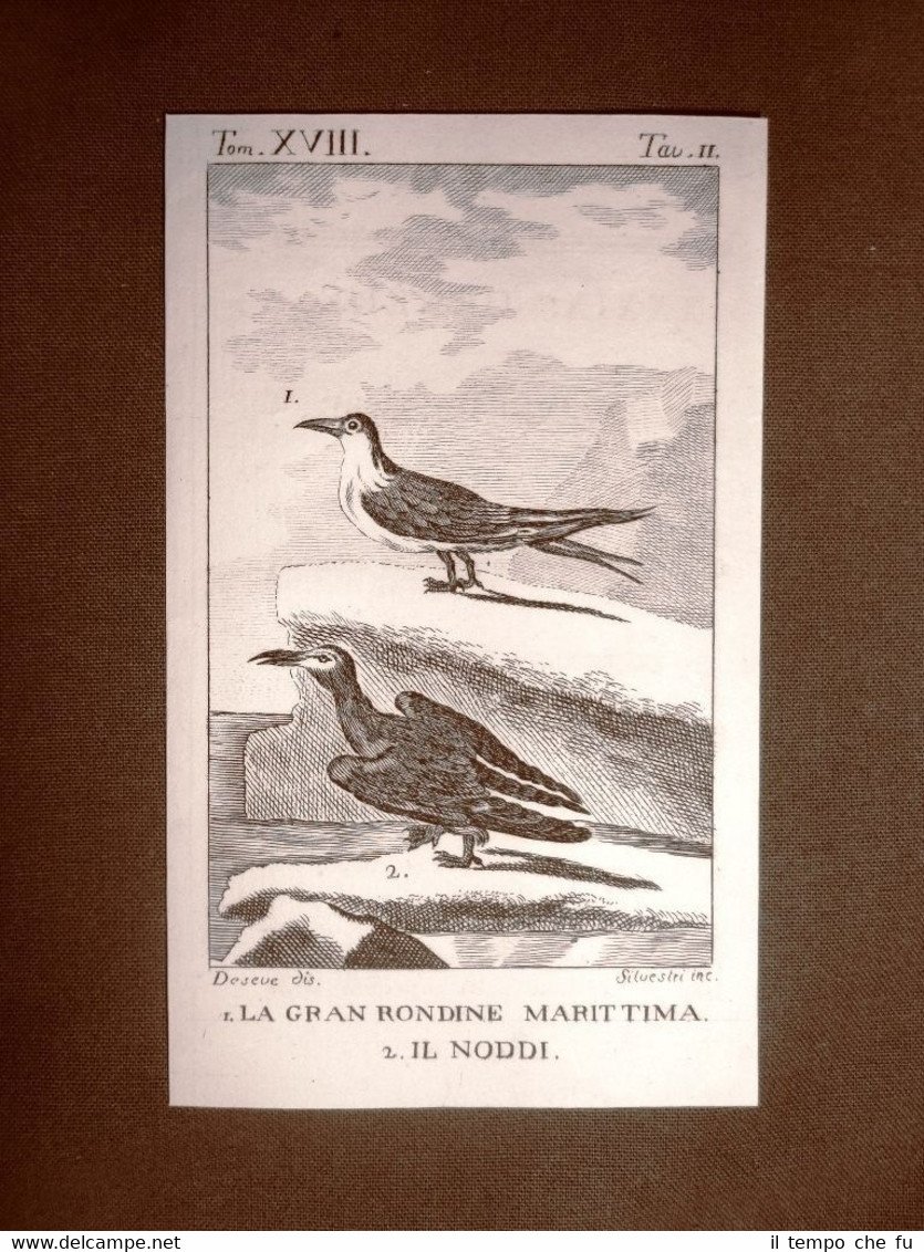 Gran rondine e Noddi Incisione su rame del 1813 Buffon …