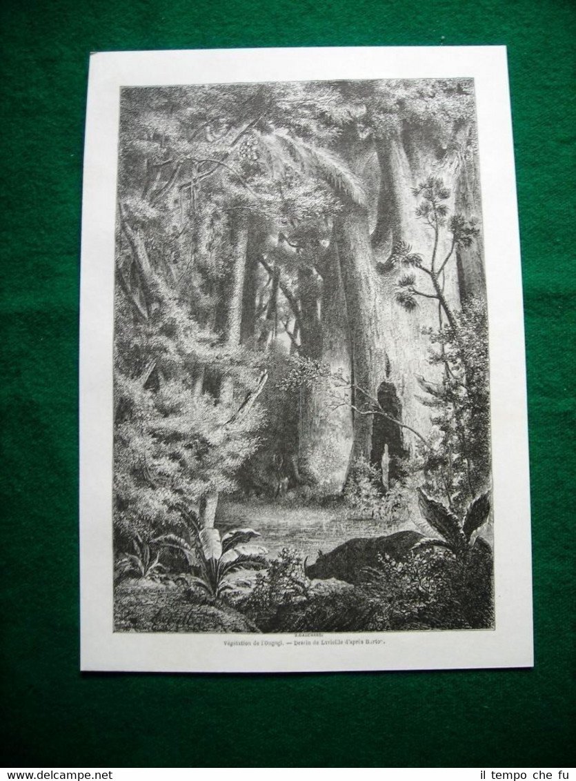 Gravure année 1860 végétation de l'Ougogi, dessin de Lavieille | Immagine principale