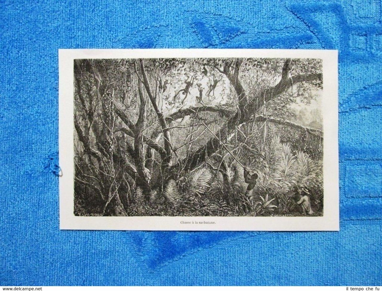 Gravure Année 1861 - Chasse à la sarbacane - Caccia …