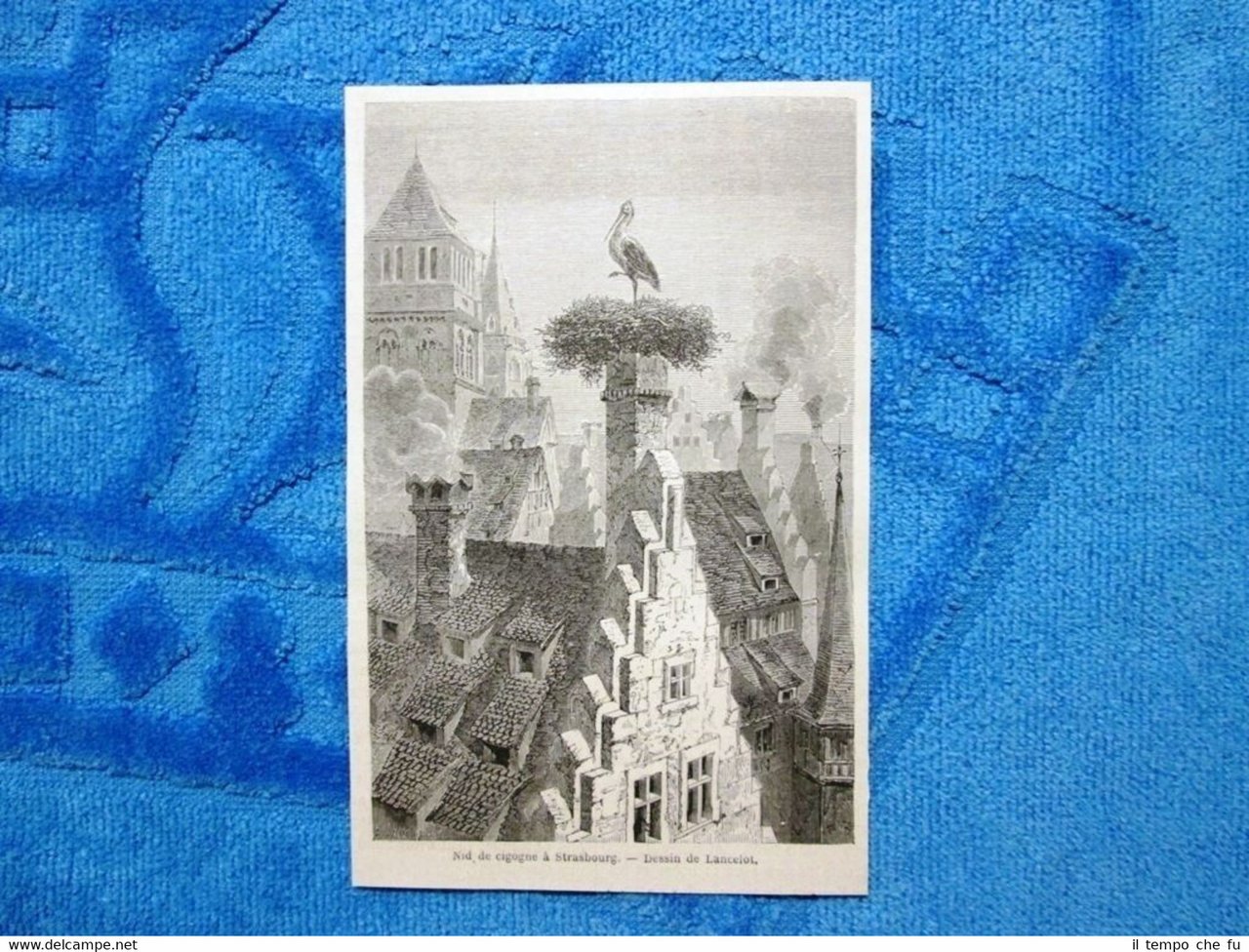 Gravure Année 1861 - Nid de cigogne,à Strasbourg,France - Nido …