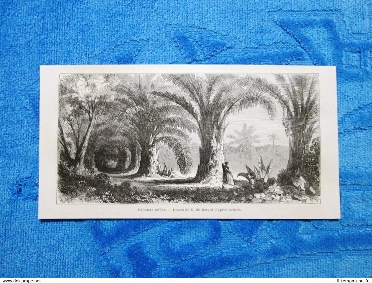 Gravure Année 1861 - Palmiers raffias - Rafia di palma