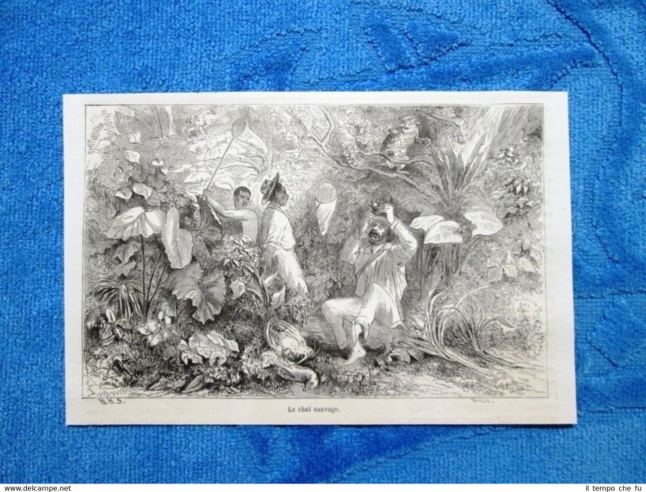 Gravure Année 1861- Le chat sauvage - Il gatto selvatico