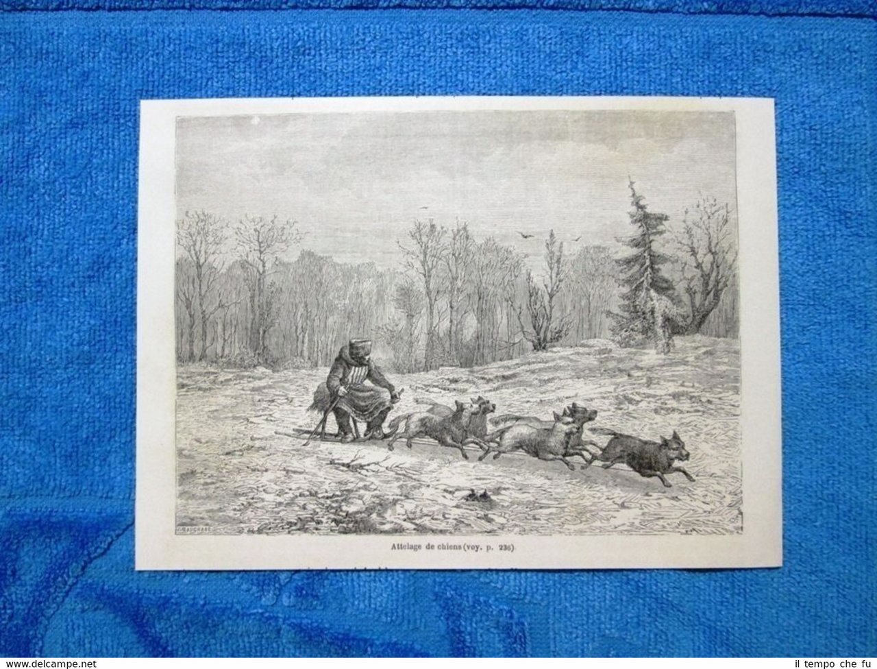 Gravure Année 1862 - Attelage de chiens - Cani da … | Immagine principale