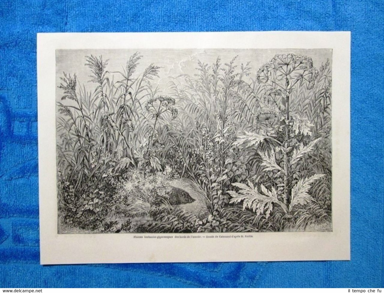 Gravure Année 1862 - Plantes herbacées gigantesques des bords de …