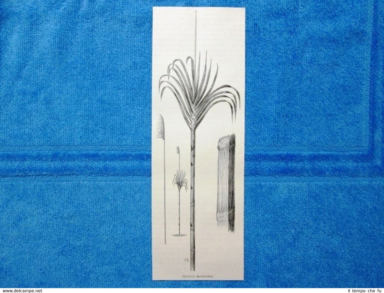 Gravure Année 1864 - Gynerium saccharoides