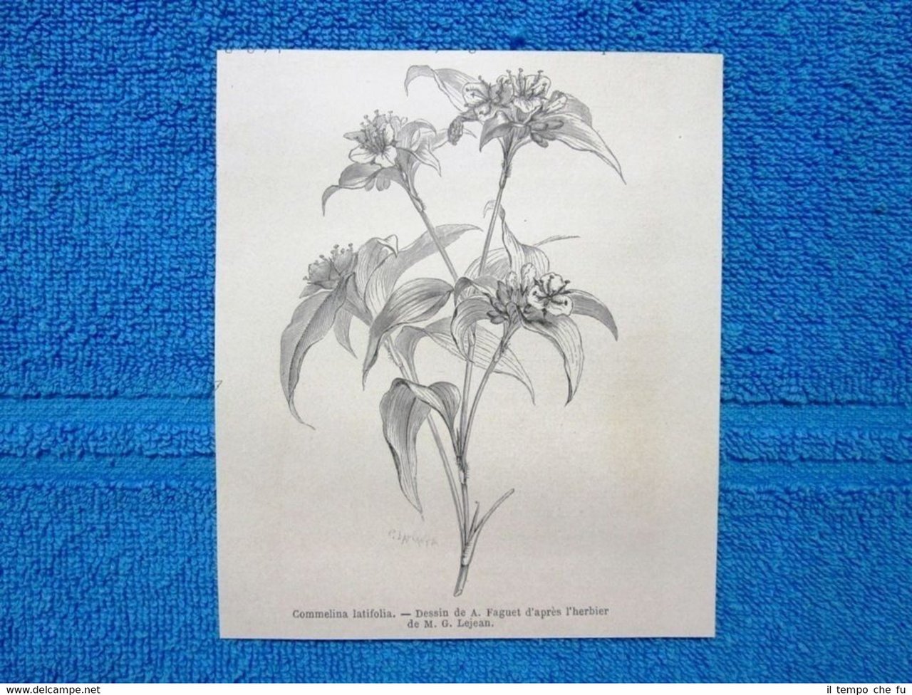 Gravure Année 1865 - Commelina latifolia