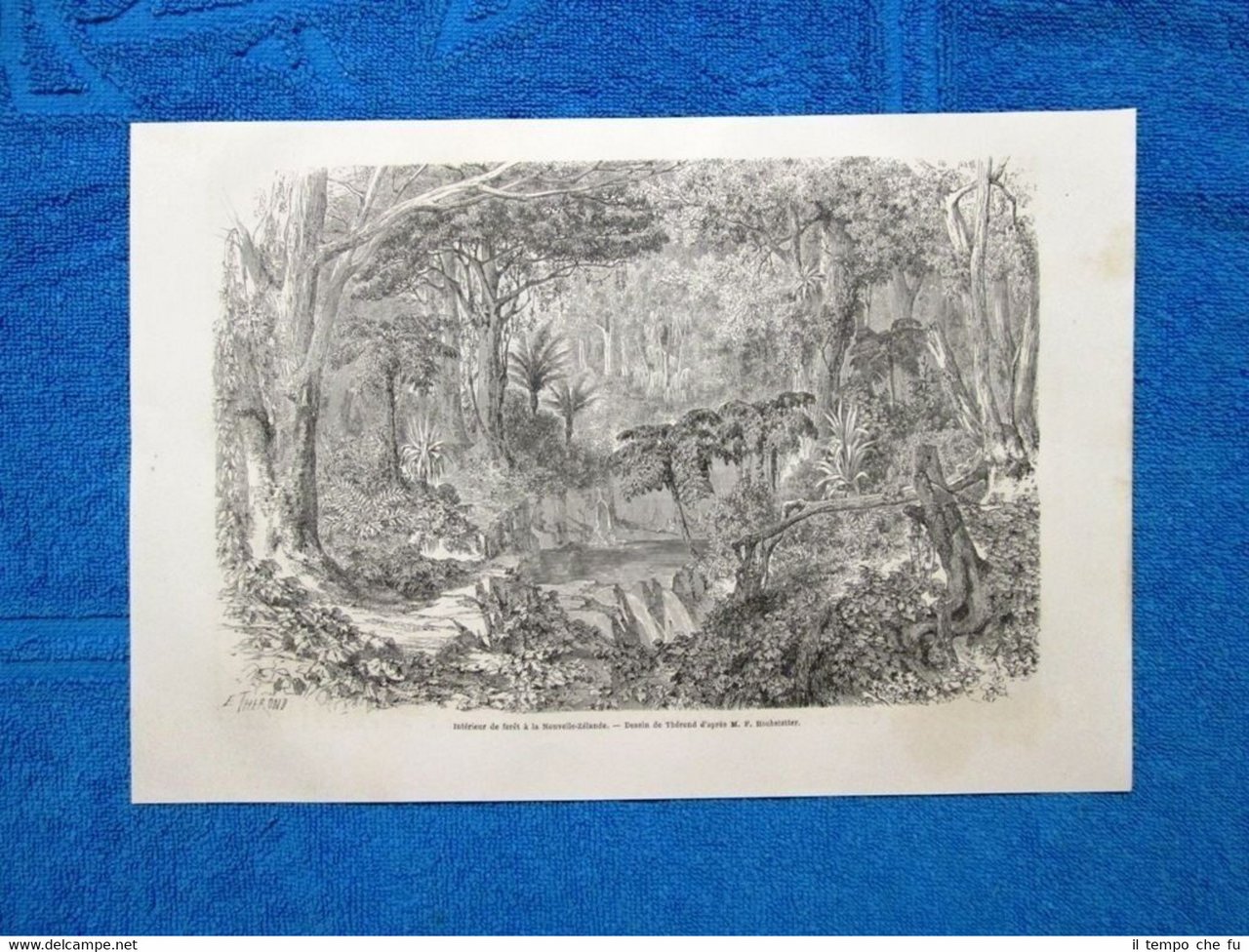 Gravure Année 1865 - Interieur de foret (Nouvelle-Zélande - Nuova …