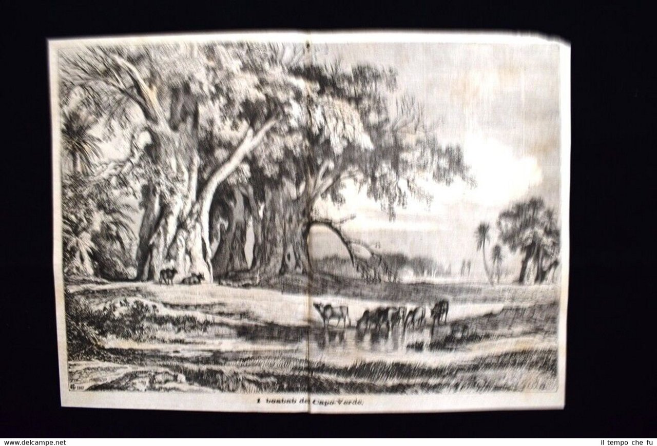 I baobab del Capo Verde Incisione del 1870