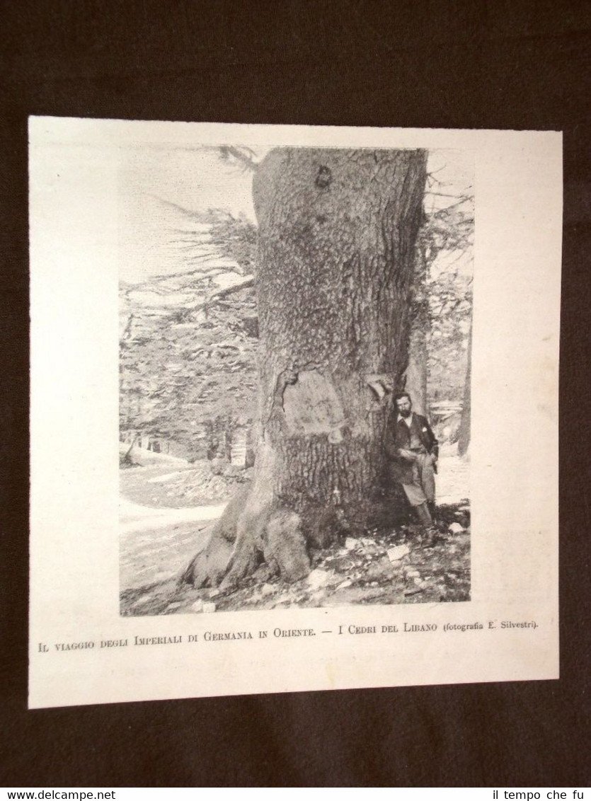 I cedri del Libano nel 1898 Da foto di E. …