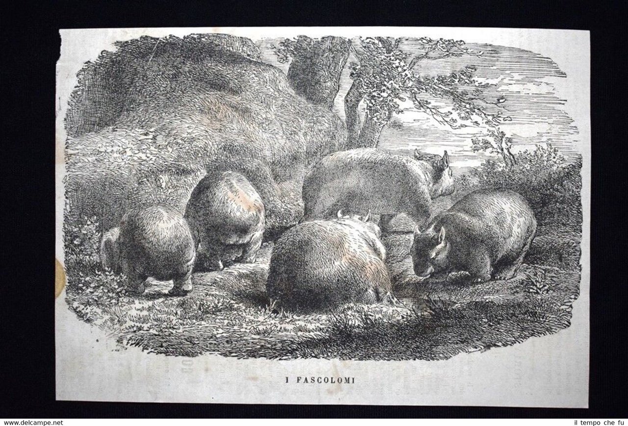 I Fascolomi Incisione del 1867