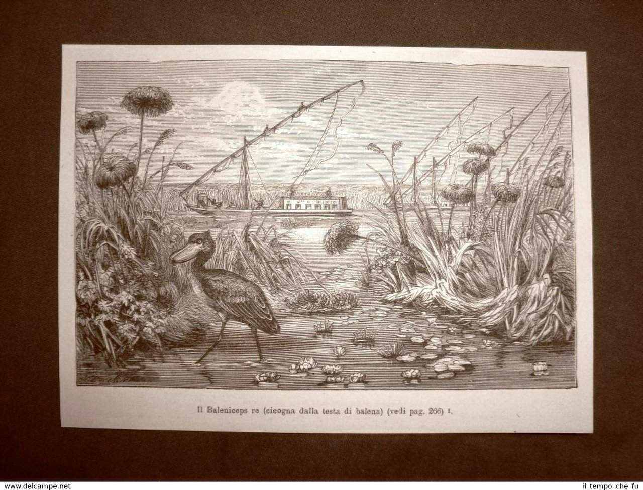 Il Baleniceps Re o Cicogna dalla testa di balena Stampa … | Immagine principale
