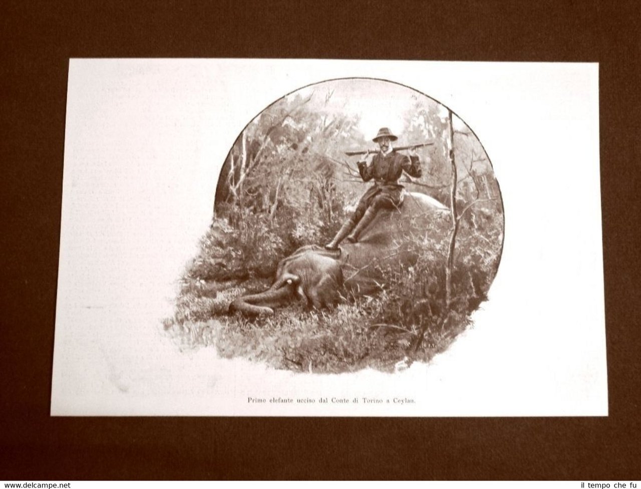 Il Conte di Torino nella caccia in India nel 1899 …