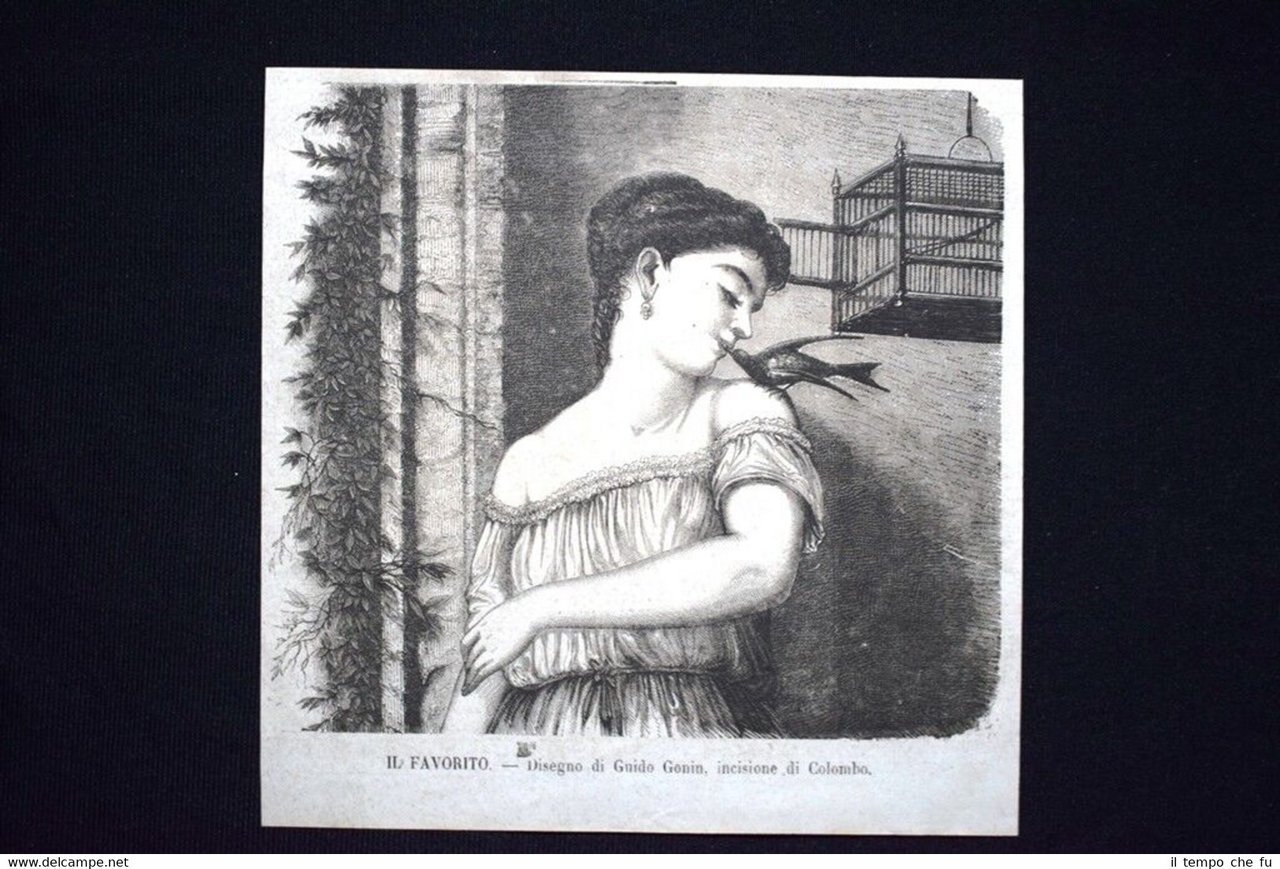 Il Favorito, disegno di Guido Gonin, incisione di Colombo Incisione … | Immagine principale