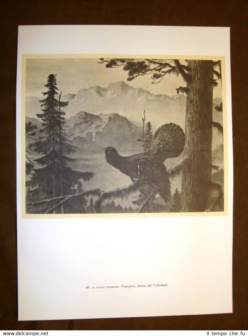 Il gallo cedrone + Pagina a fumetti da fix e …