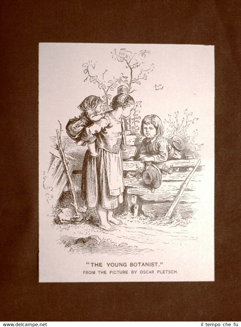 Il giovane botanico Quadro di Oscar Pletsch Stampa del 1888