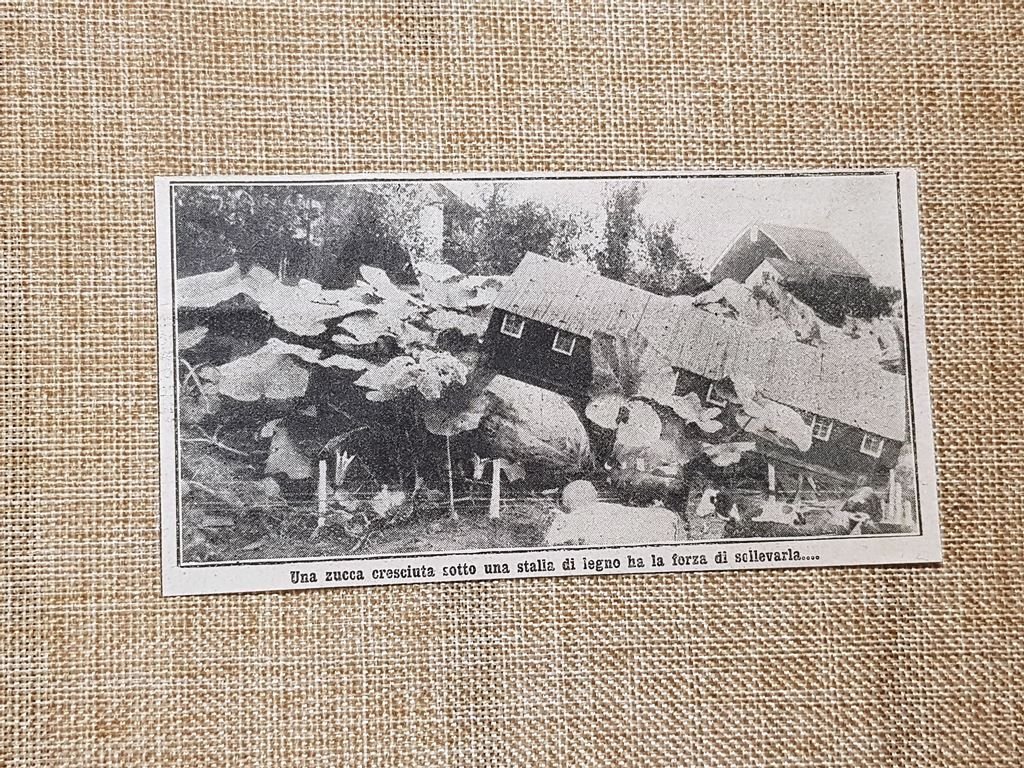 Il miracoloso terreno di Winnipeg nel 1914 Una zucca solleva …