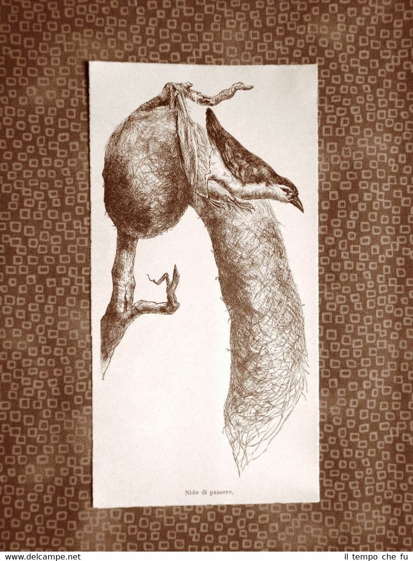 Il nido di un passero Ornitologia Stampa del 1894