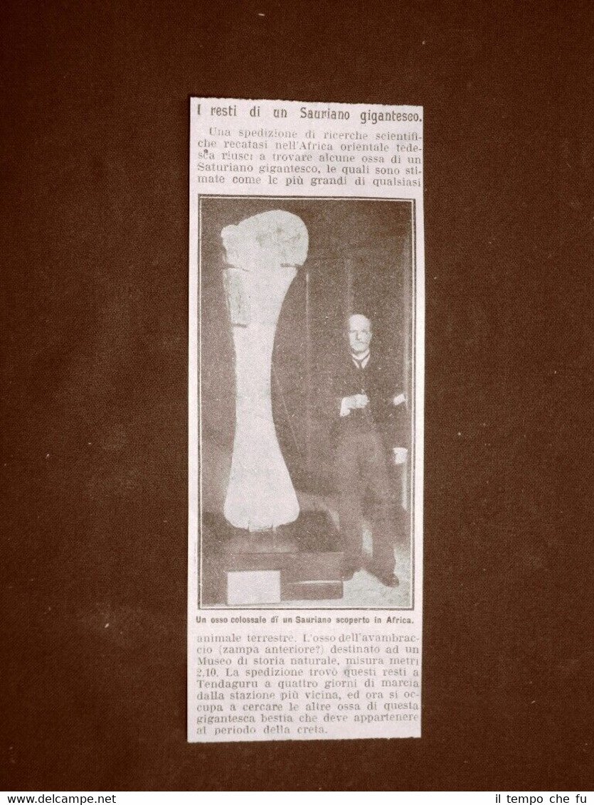 In Africa nel 1910 Scoperta di un osso colossale di …