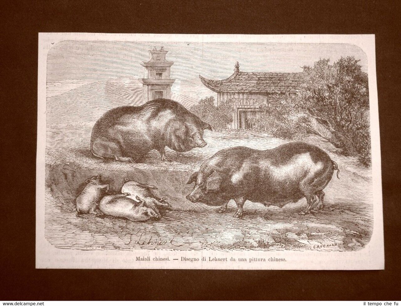 In Cina nel 1863 Maiali o suini Disegno di Lehnert